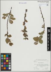Foto von Salix hastata L.